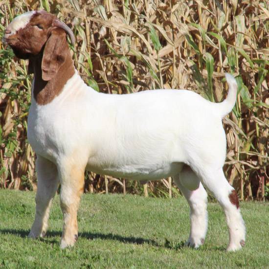 indian boer goat indian boer goat